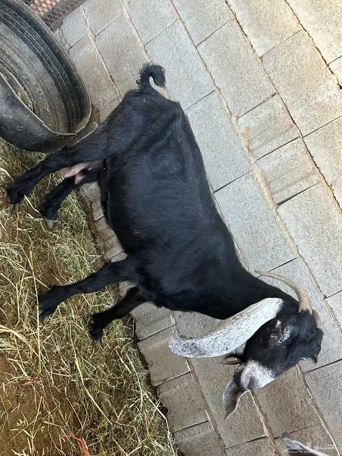 عنز عارضيه معها 2تيوس اعمارها 19يوم التيوس 0