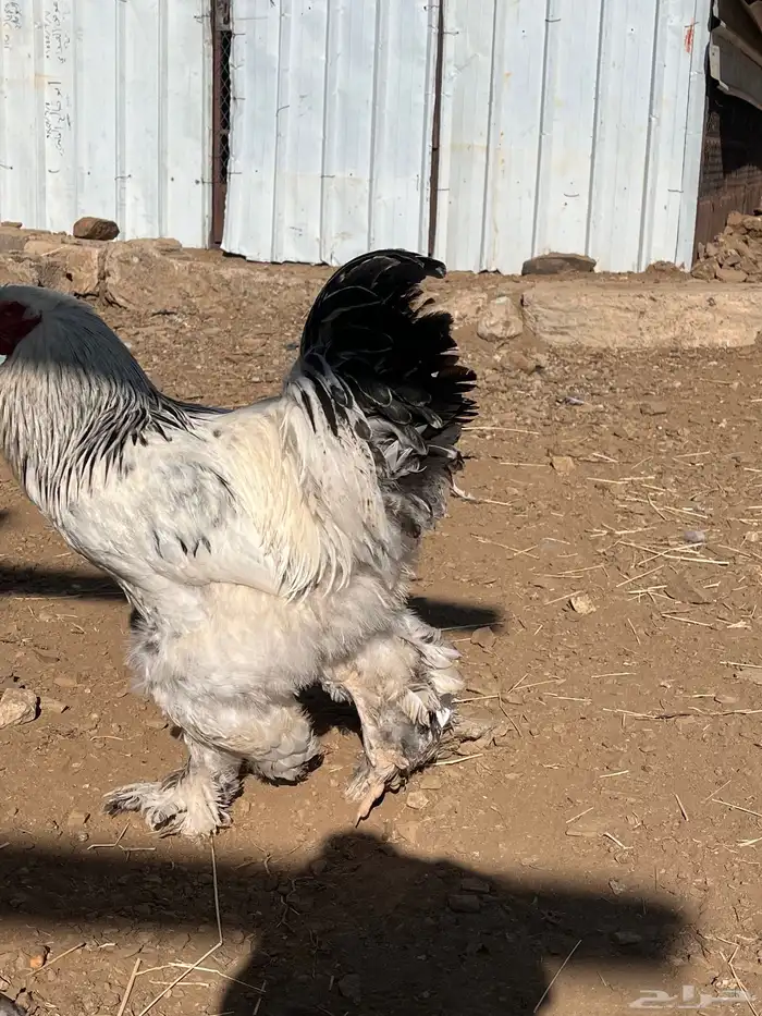 دجاج براهما 10