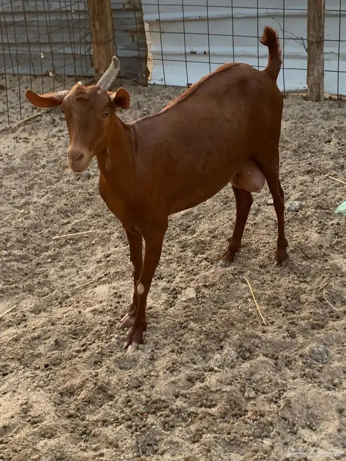 للبيع معزا دهم مواليد 1