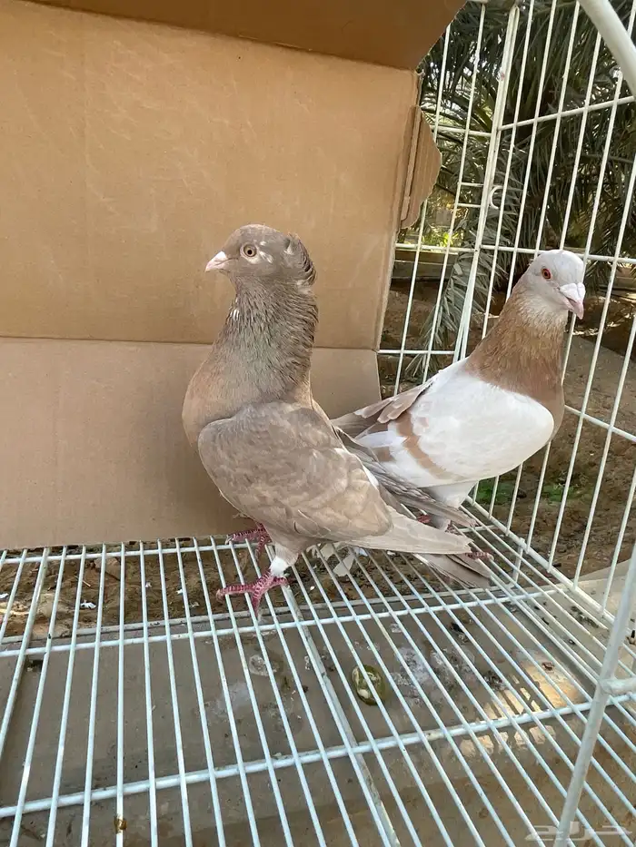 زاجل اجواز 15