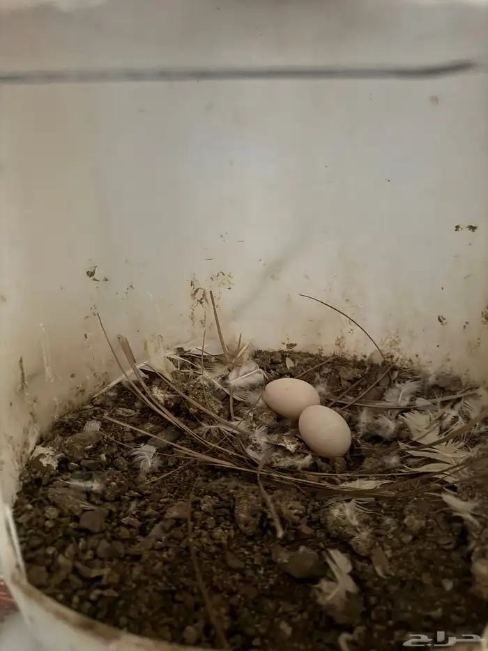 حمام فرنسي 4