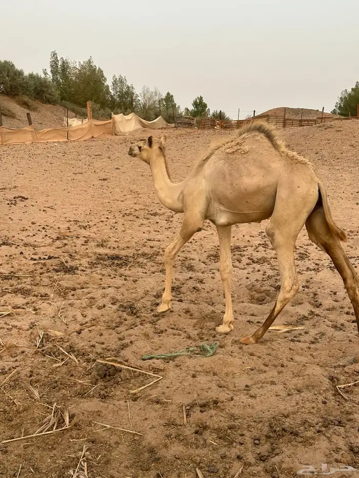 جمل مهجن ولد سياف القمراء 2