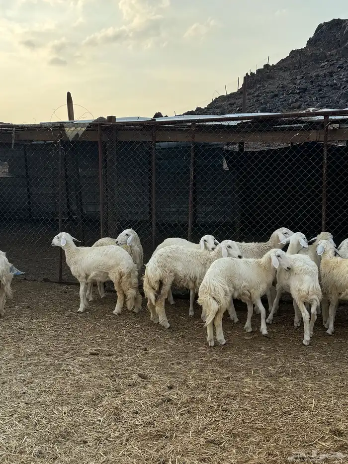 ضان ورخال مراح صغار سن 3