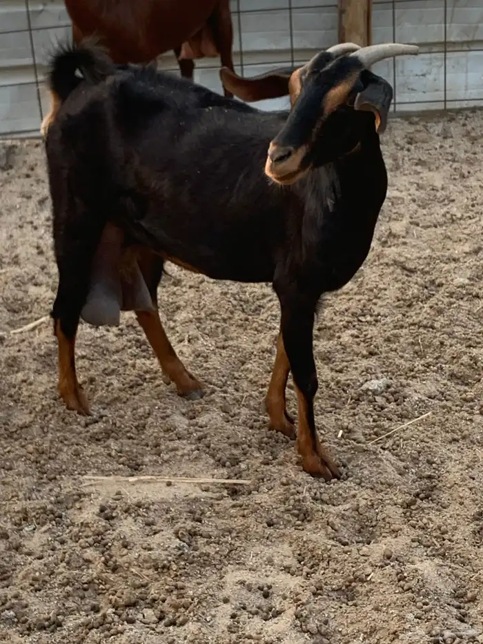 للبيع معزا دهم مواليد 3