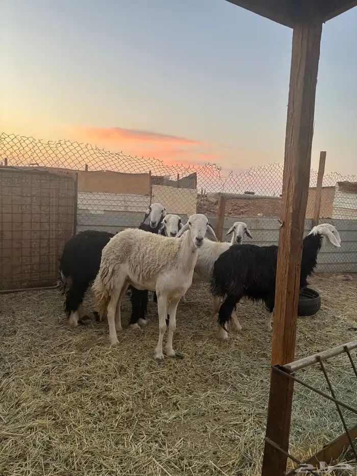 غنم نجد دفيع طيبه 0