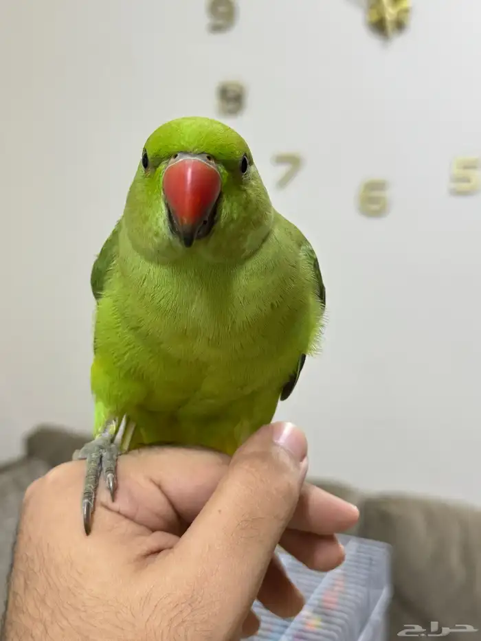 درة هندي( تم البيع ) 2