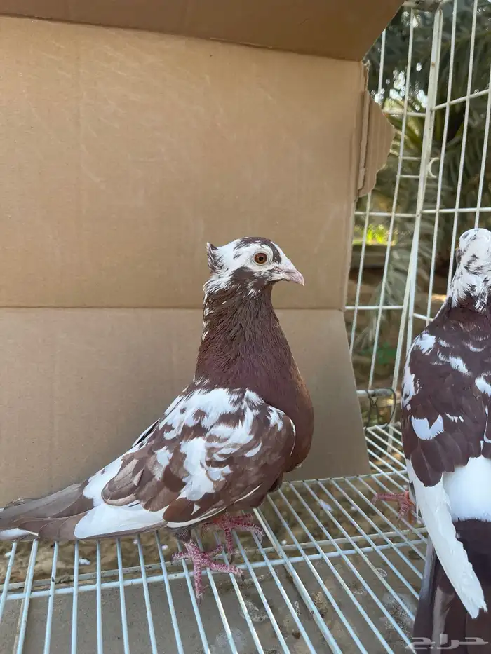 زاجل اجواز 7