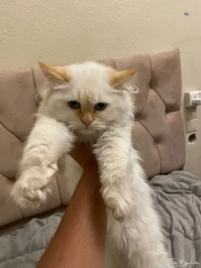 قط للبيع العمر 4 شهور 1