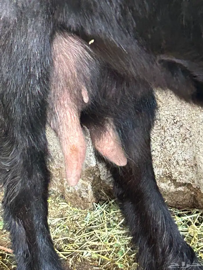 عنز عارضيه معها 2تيوس اعمارها 19يوم التيوس 2