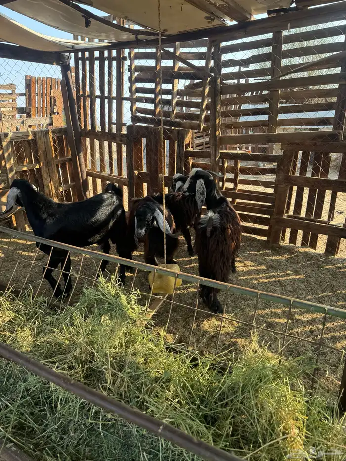 جفار وتيس مضبي 8