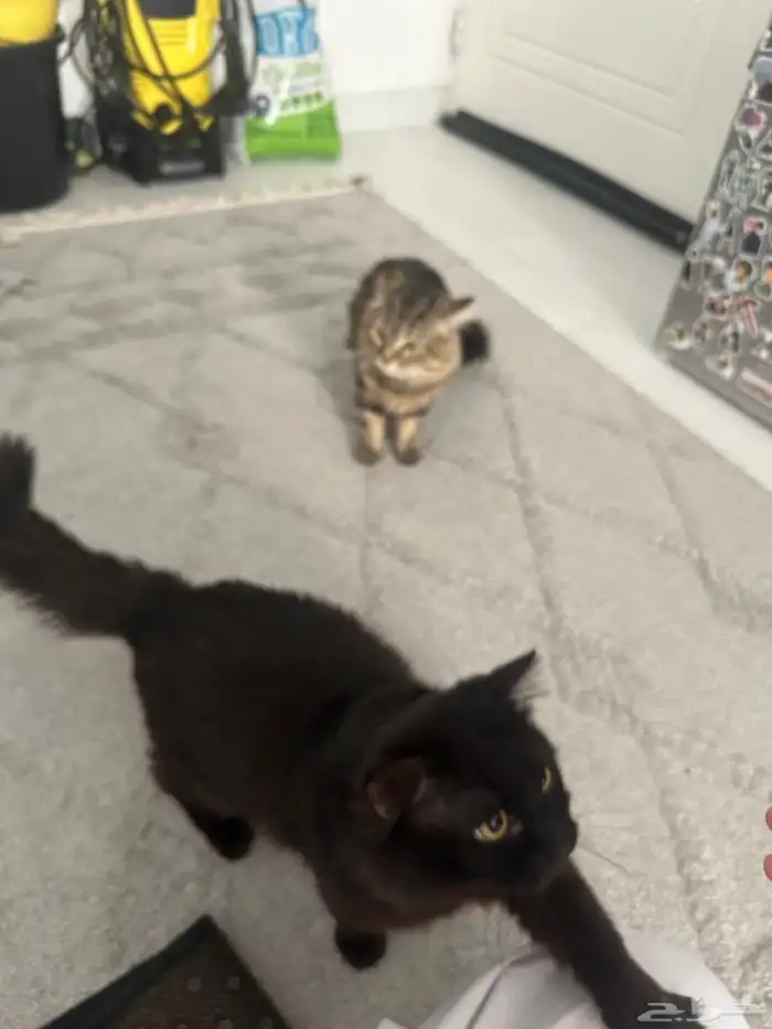 قطط ذكر وأنثى لتبني 4