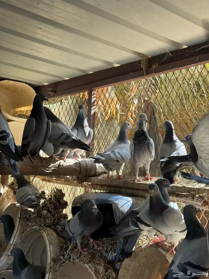 حمام زاجل منتج 3