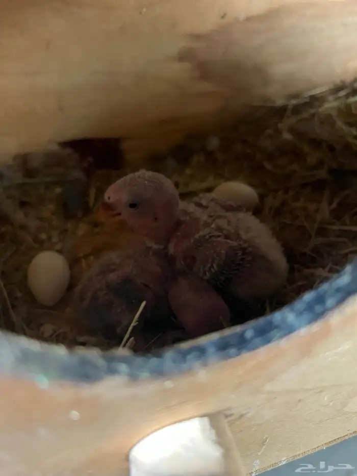 للبيع اجوز روز منتجة 1