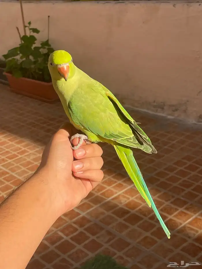 ببغاء درة اليف 1