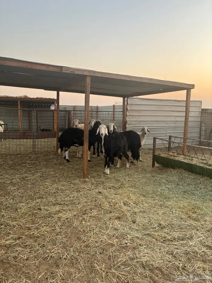 غنم نجد دفيع طيبه 7