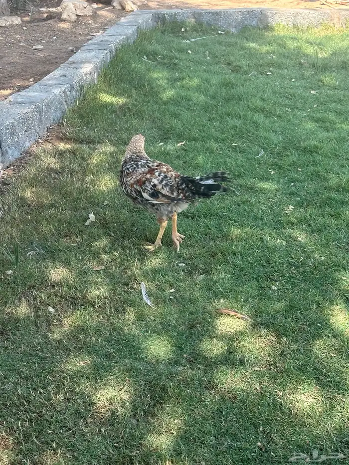 دجاج وديكه 1