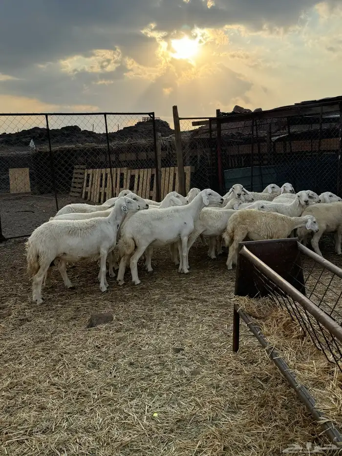 ضان ورخال مراح صغار سن 6