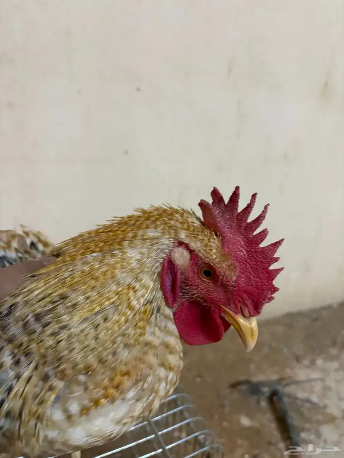 للبيع ديك حجم كبير ومذن من سلاله التركي و الفرنسي 2