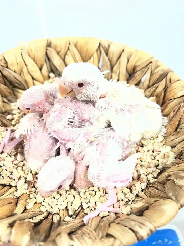 فروخ روز غر البينو جمله 5 حبات 3