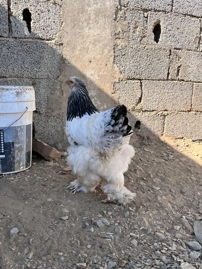دجاج براهما 5