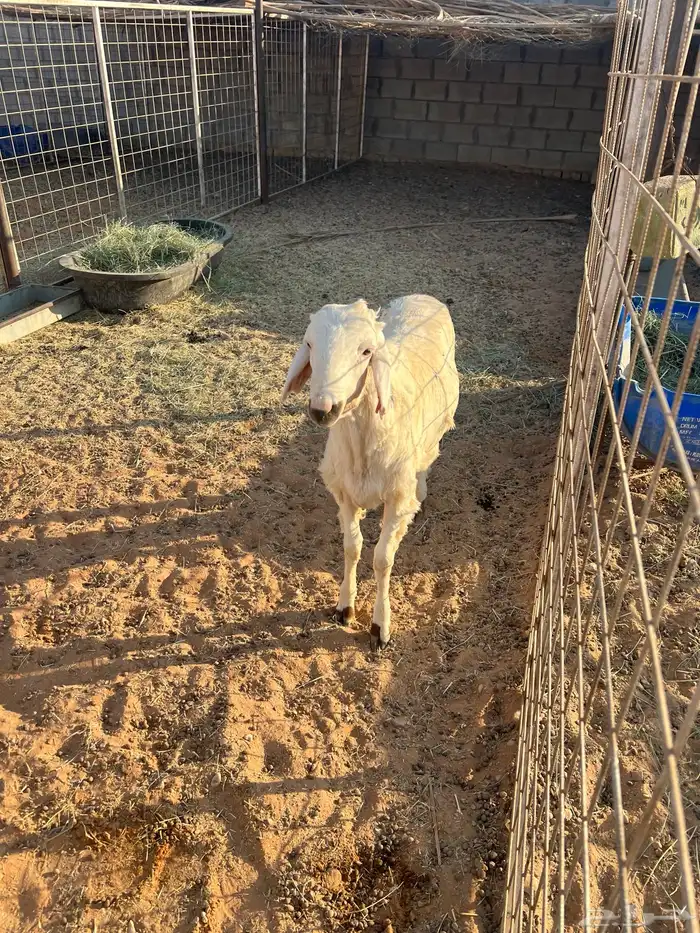 خروف ساكني للبيع 3