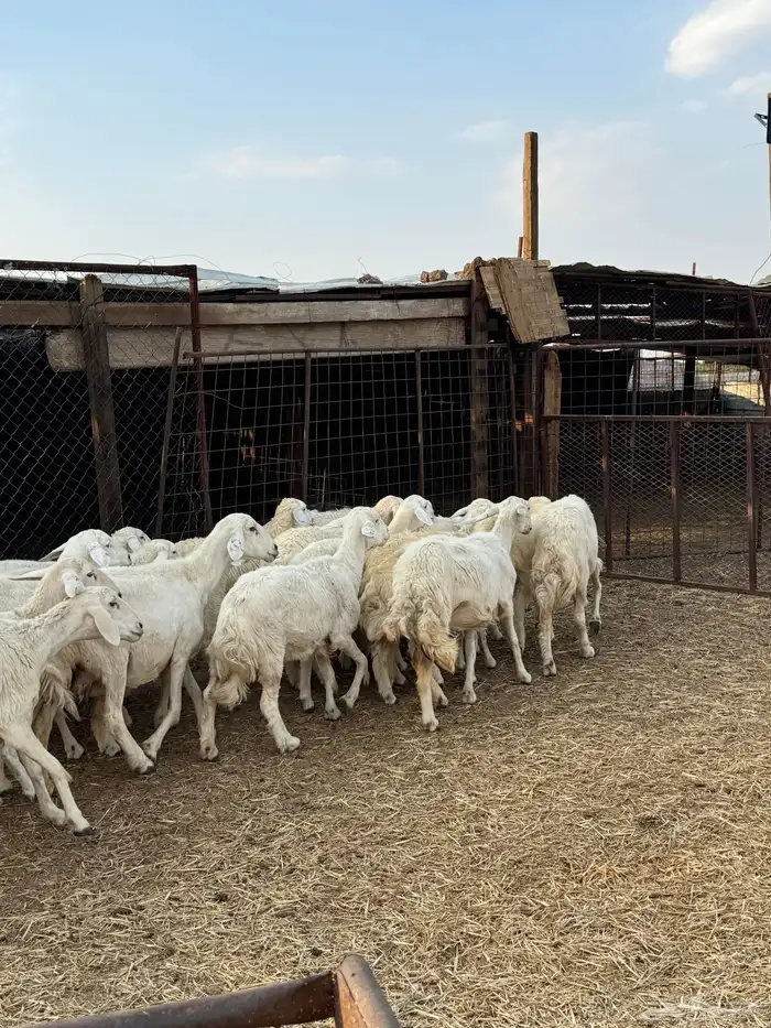 ضان ورخال مراح صغار سن 4