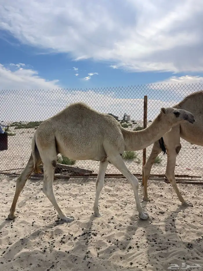 قعود فل الفل على برسيم وشعير بيع بالربع 3