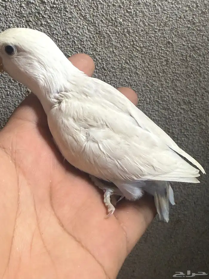 فرخ فيشر هولندي ابيض 1