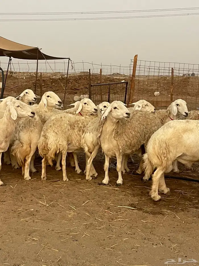 33 غنم حريات حرش جروم منوة القاني تبارك الله.. 4