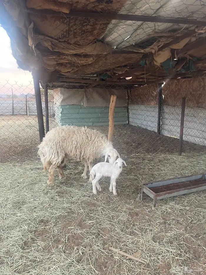 شوهات وليد 1