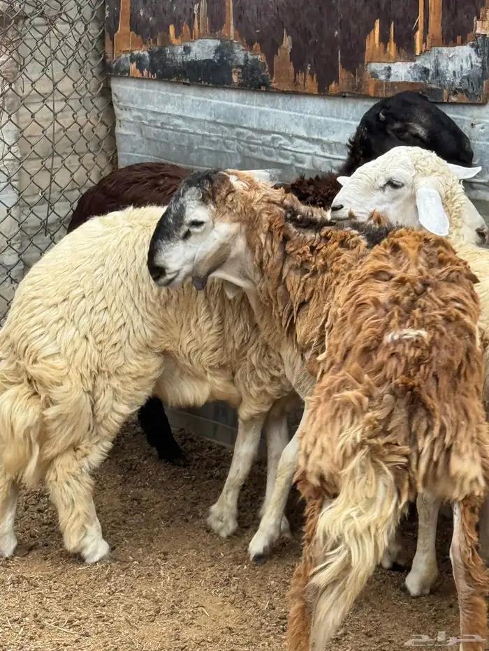 4 طليان للبيع 0