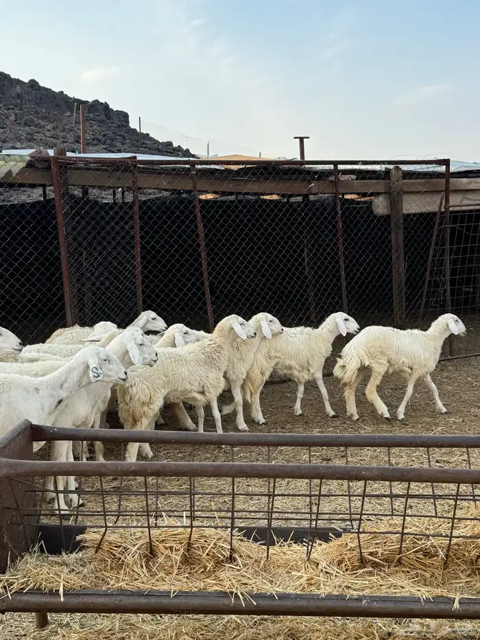 ضان ورخال مراح صغار سن 2