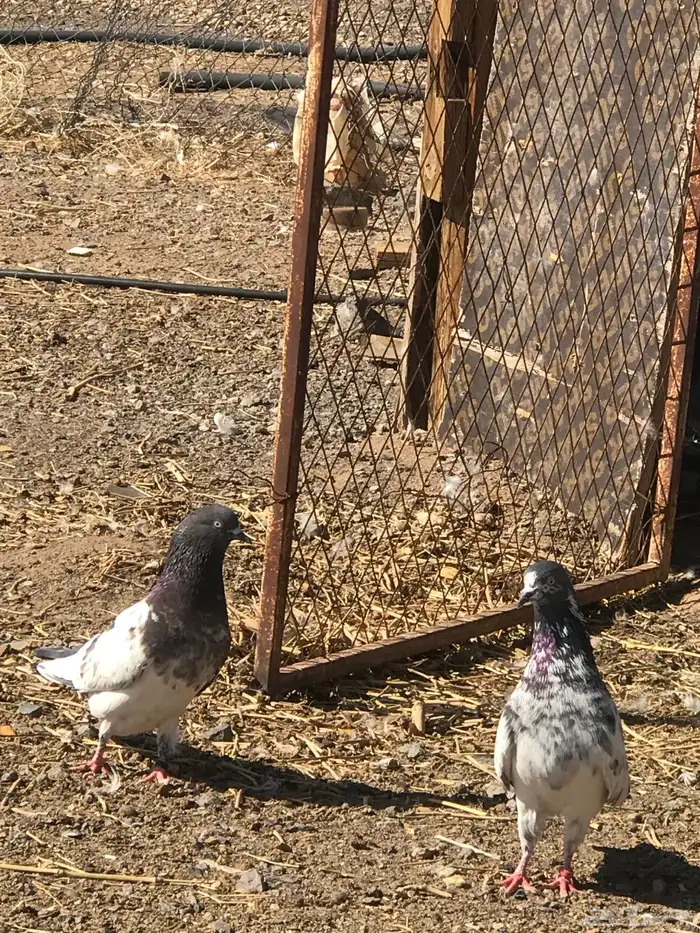 حمام باكستاني 3