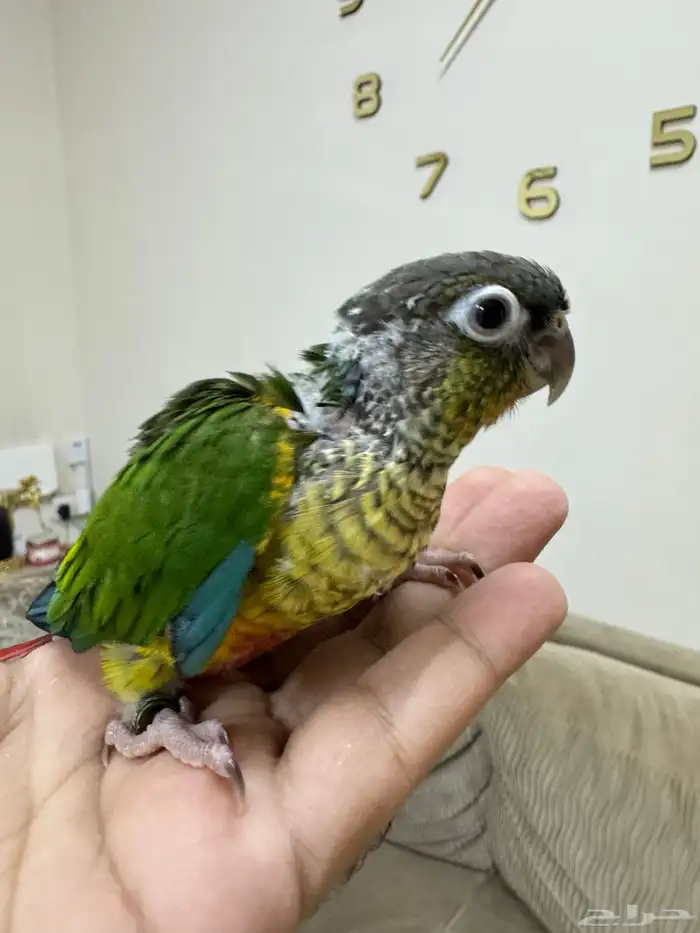 اتوفرت فروخ جديدة ( كنيور -كروان -روز ) 4