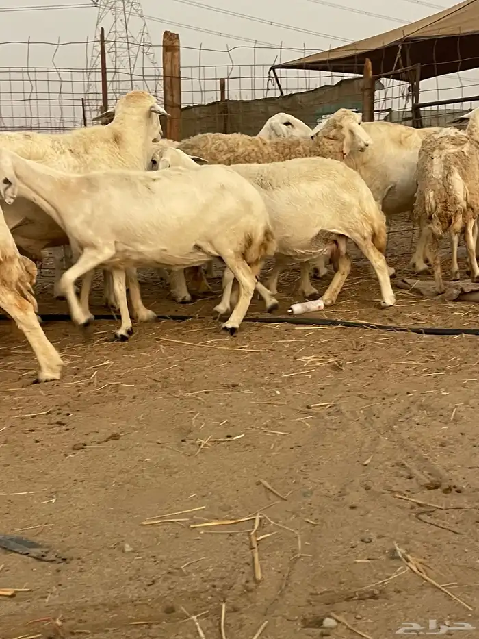 33 غنم حريات حرش جروم منوة القاني تبارك الله.. 3