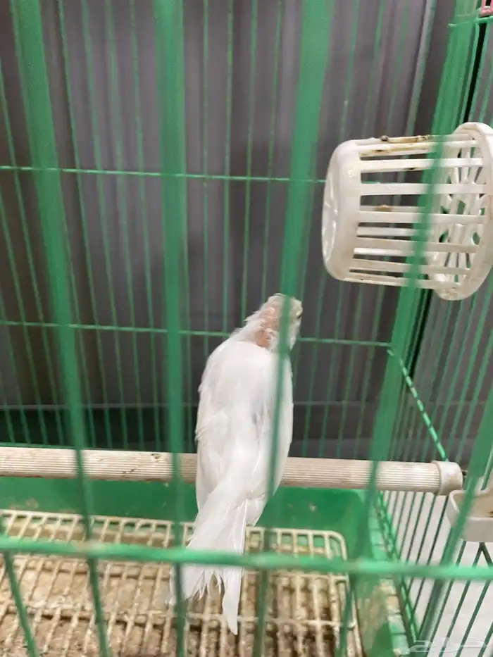 انثى كناري منتجه تحتها بيض 1