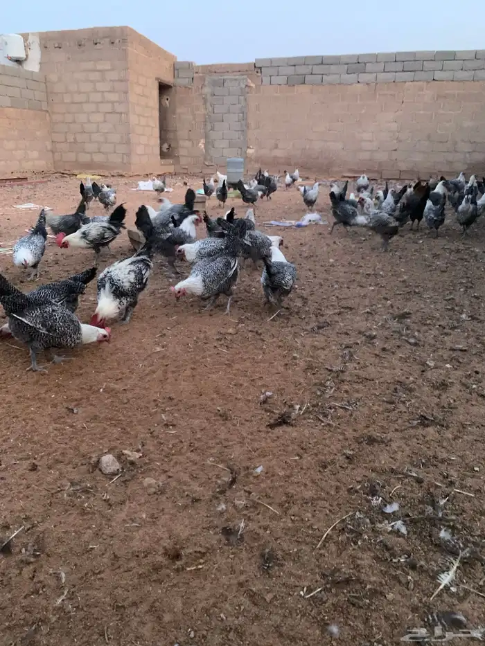 دجاج فيومي بياض 1