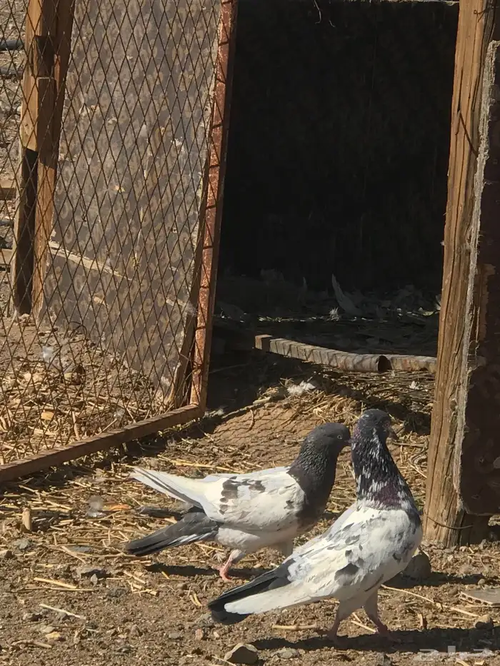 حمام باكستاني 0