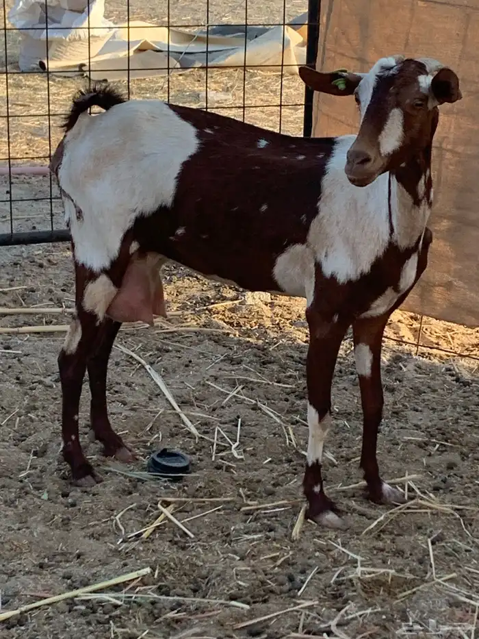 للبيع معزا دهم مواليد 0