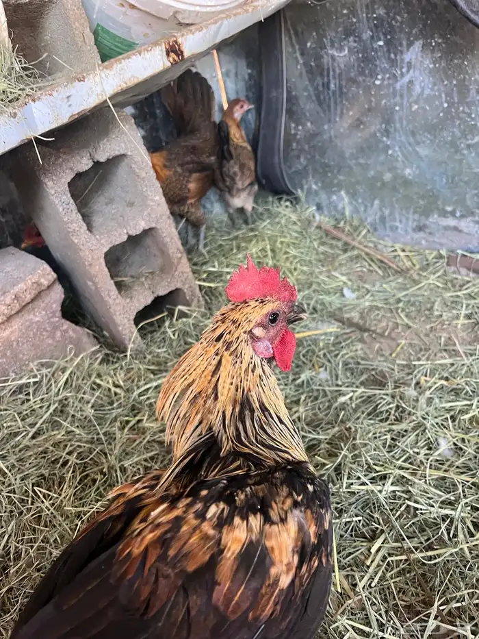 دجاجه فريه و ديك شوكي ماشاءالله تبارك الله 5