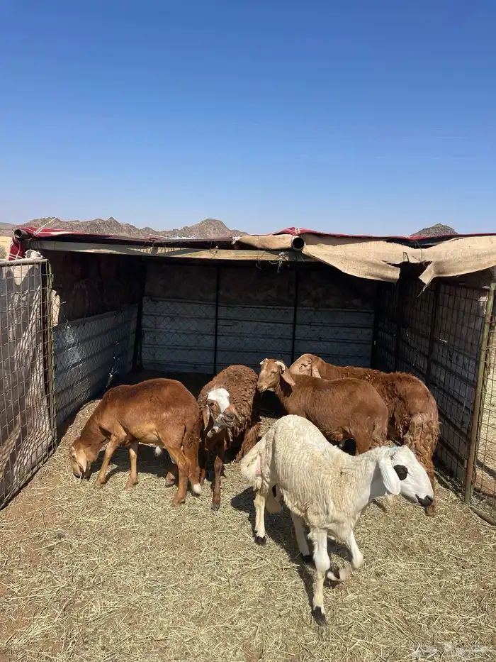 سواكن جذعان 0