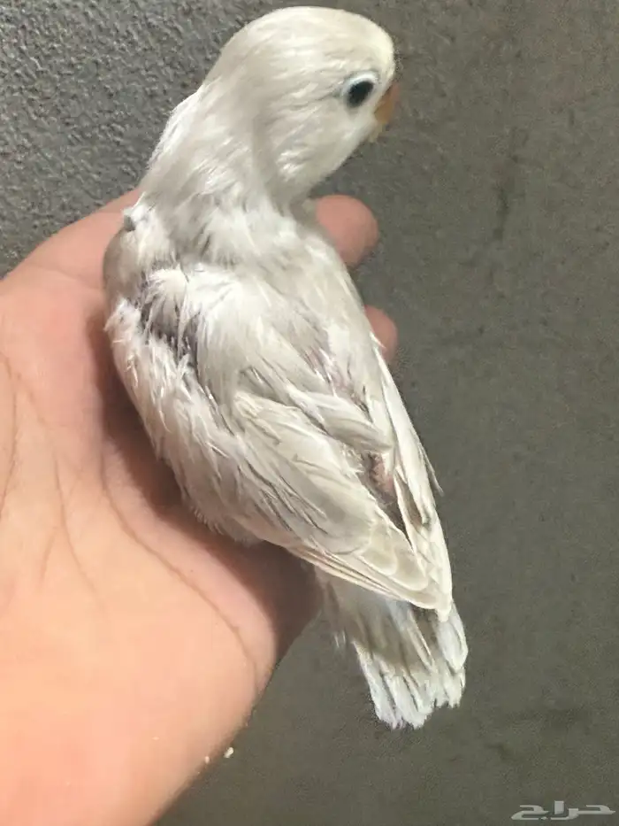 فرخ فيشر هولندي 0