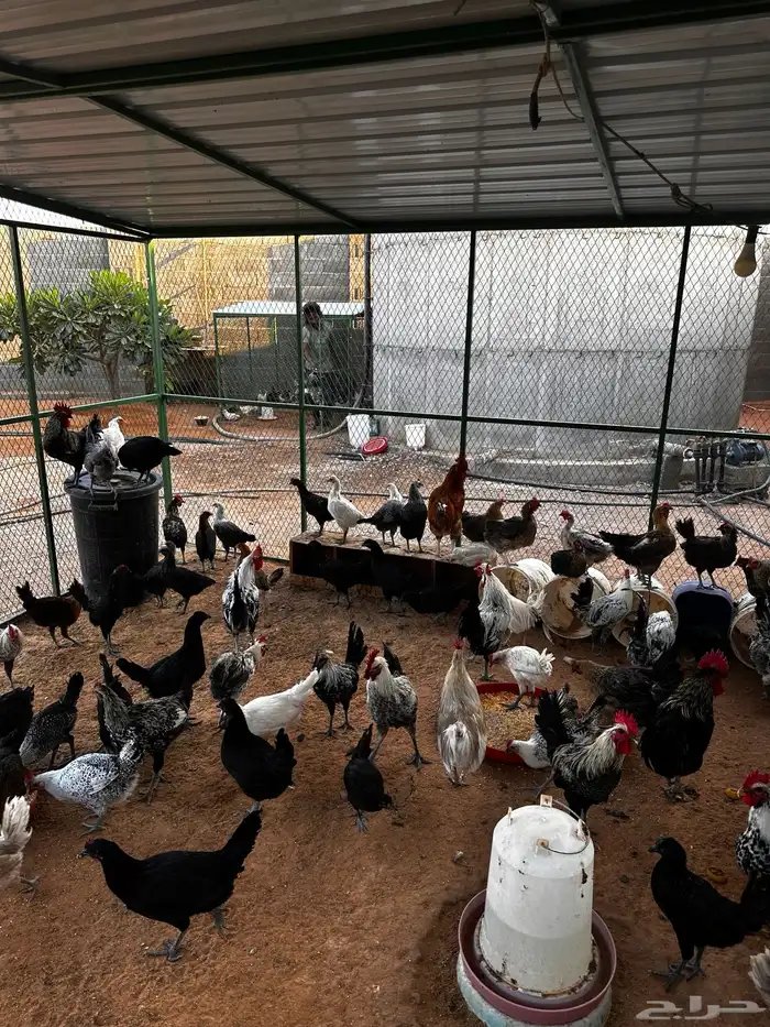 دجاج بياض رومي وبلدي وديكه للبيع 2