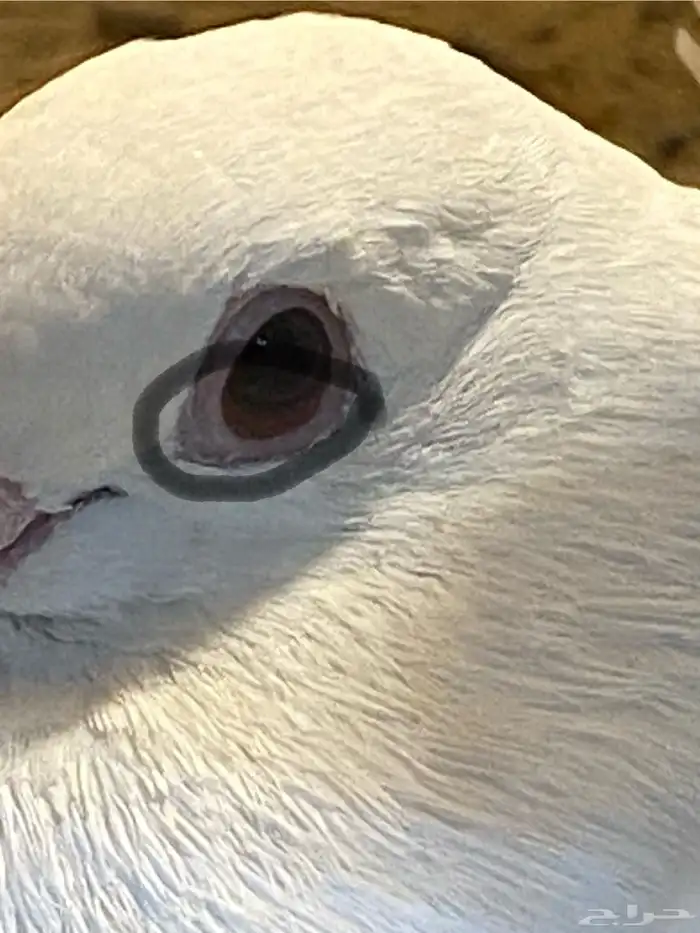 حمام شماسي بيور 2