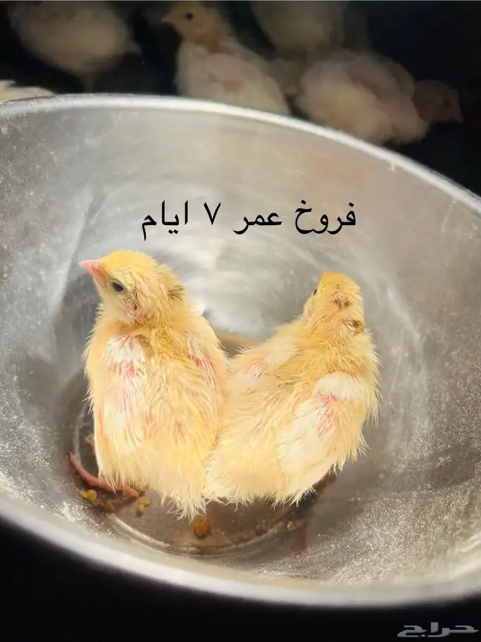 سمان تكساس العملاق 6