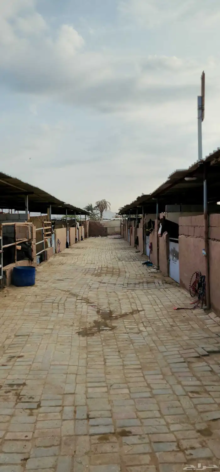 غرف إيواء خيل 4