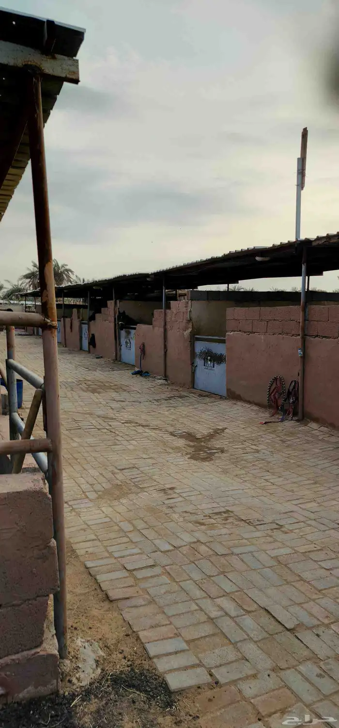 غرف إيواء خيل 3