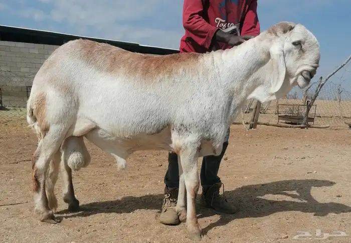 فحل سواكني درماني صنف 0