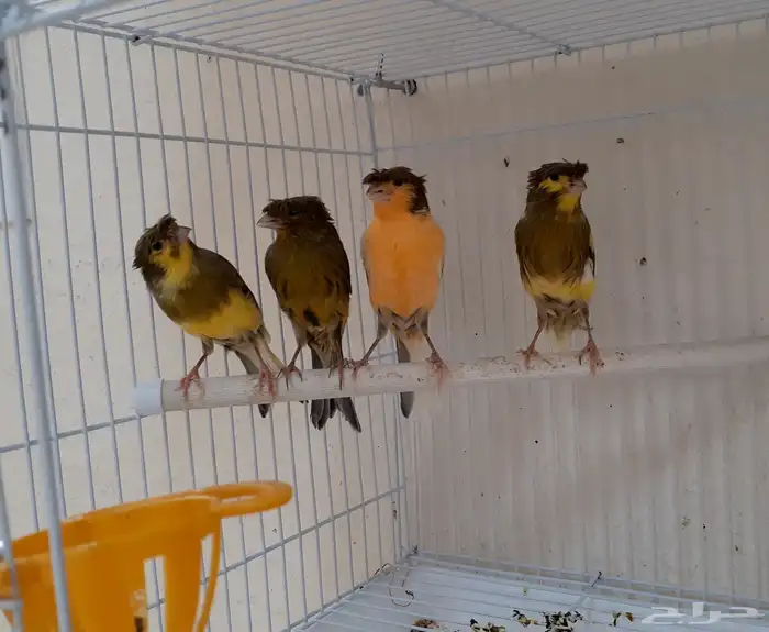 زوج كناري منتج ومغرد 3