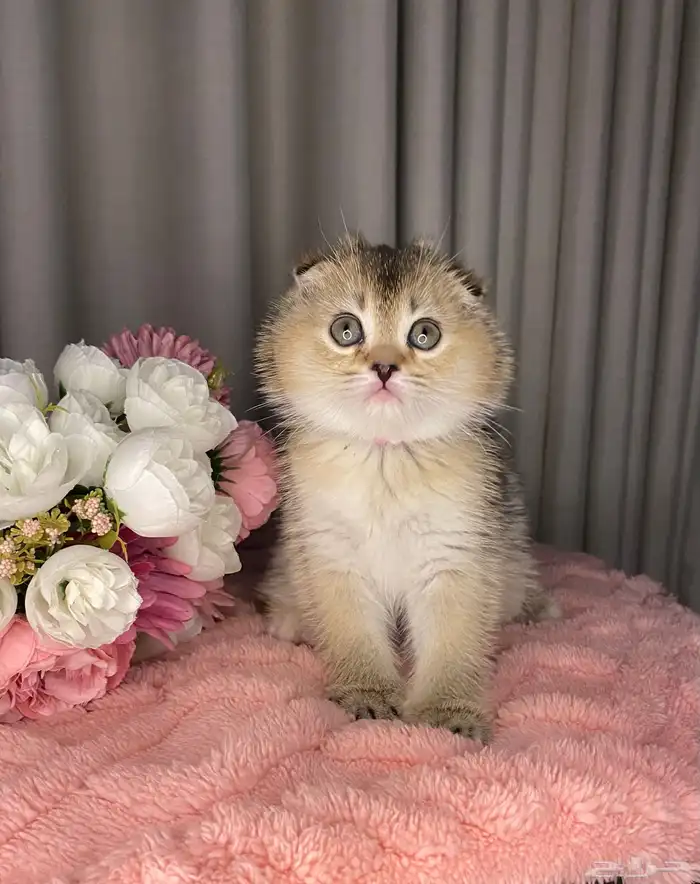 قطط سكوتش تربل فولد واستريت للبيع 8